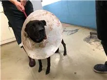 混種犬