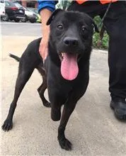 混種犬