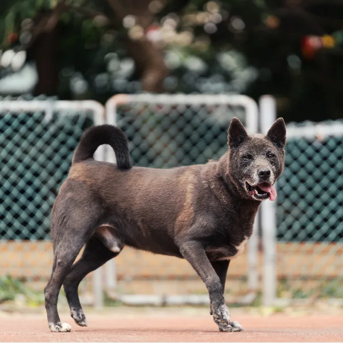 混種犬