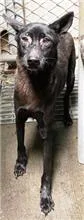 混種犬
