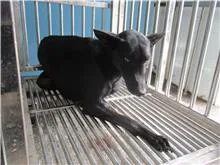 混種犬