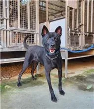 混種犬