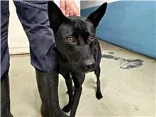 混種犬
