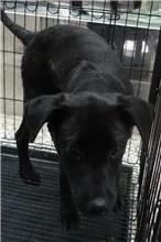 混種犬