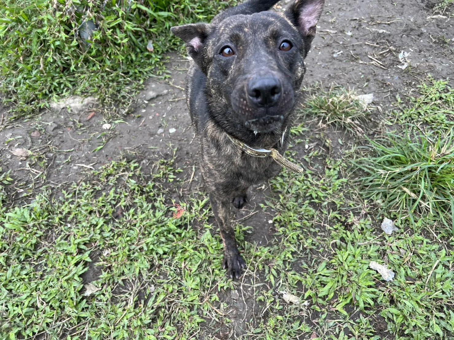混種犬