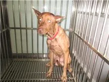 混種犬