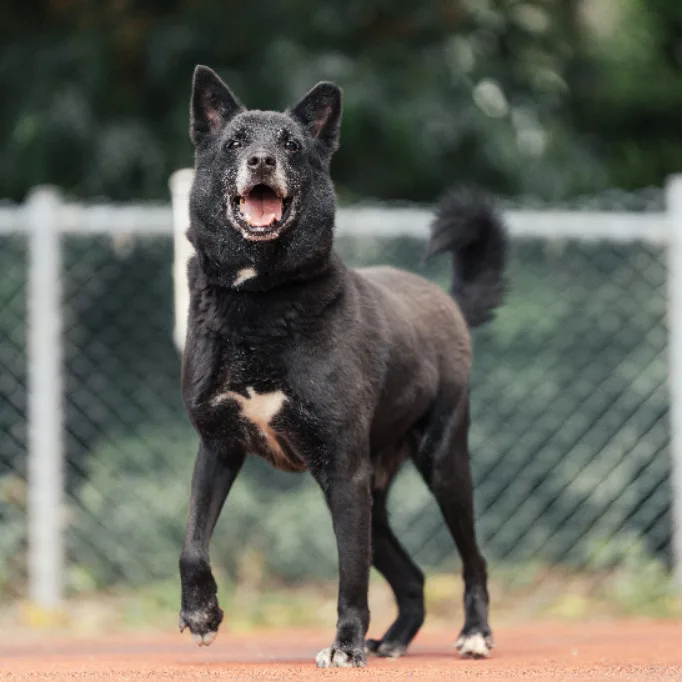 混種犬