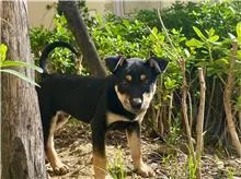 混種犬