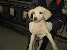 混種犬