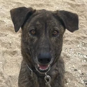 混種犬
