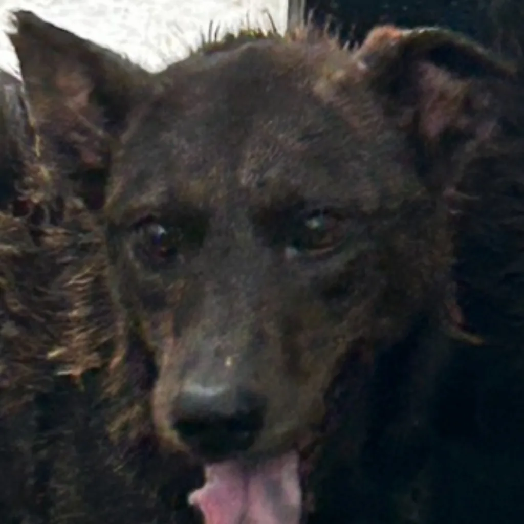 混種犬