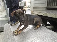 混種犬