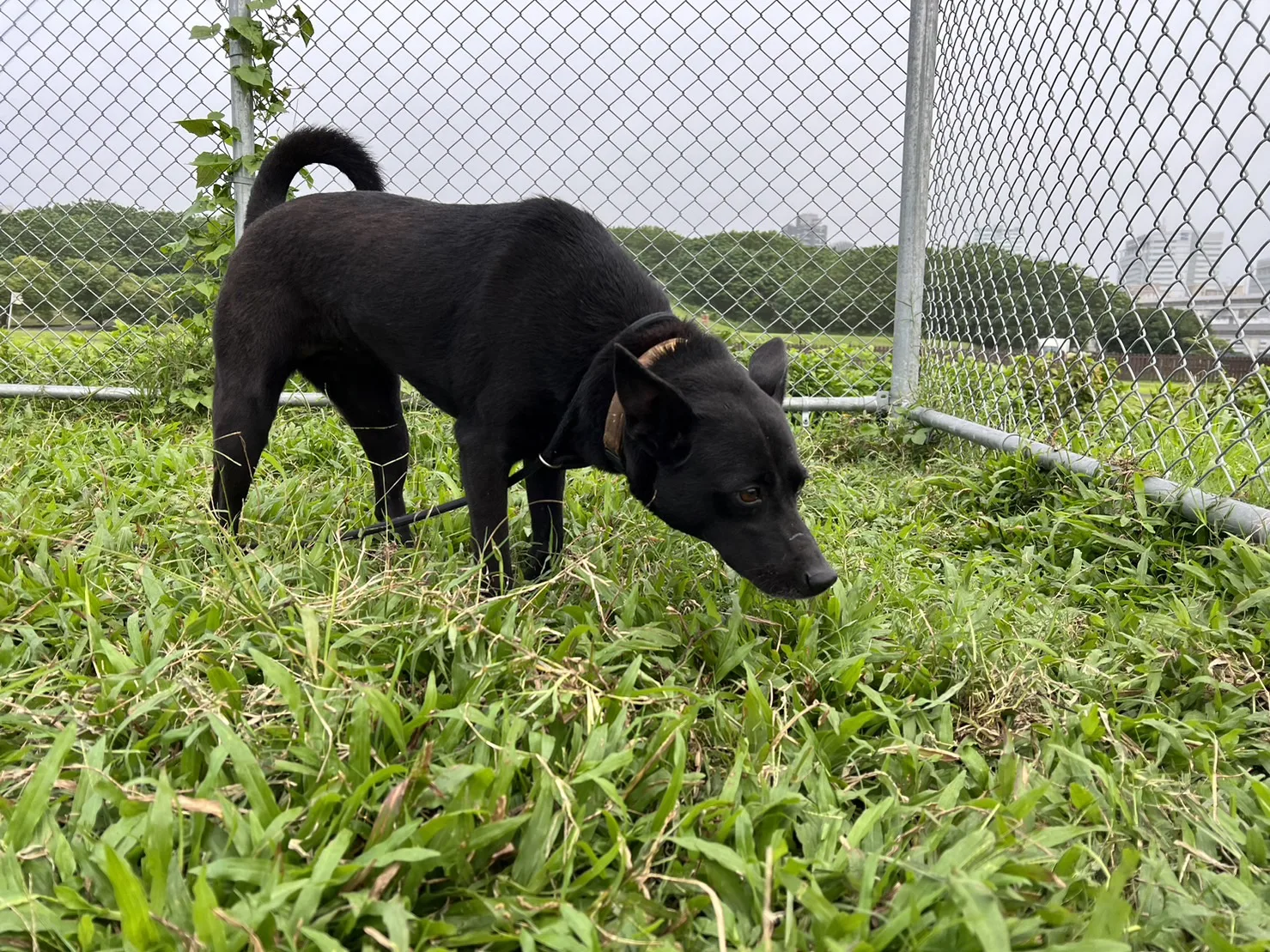 混種犬