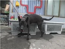 混種犬