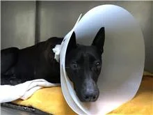 混種犬