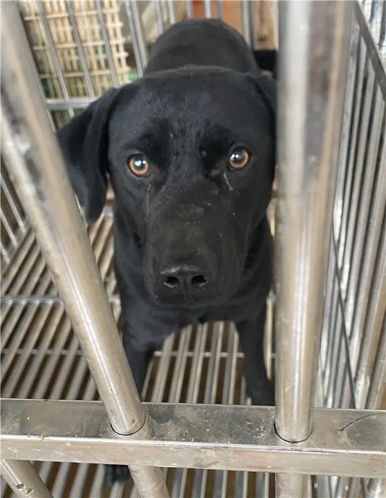 混種犬