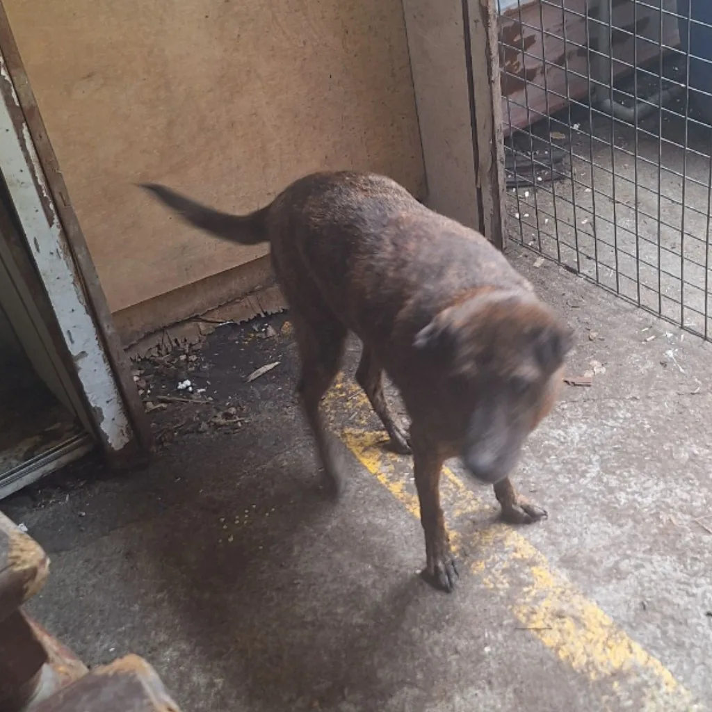 混種犬