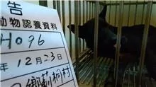 混種犬