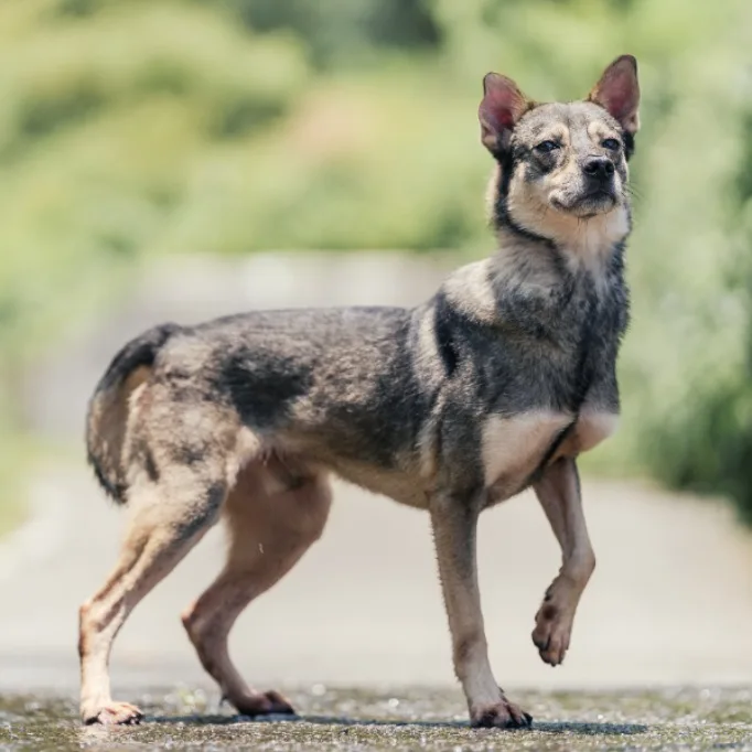 混種犬