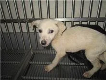 混種犬