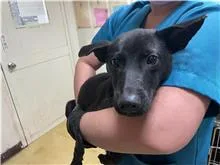 混種犬