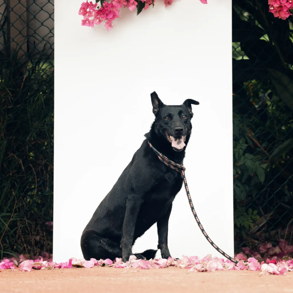 混種犬