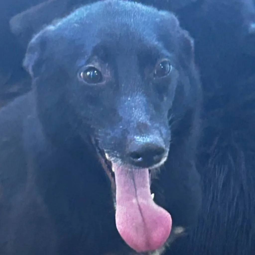 混種犬
