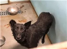 混種犬