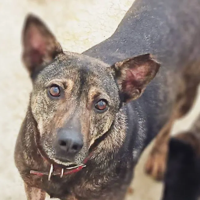混種犬