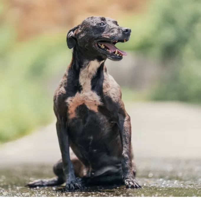 混種犬