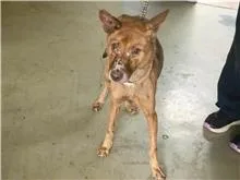 混種犬
