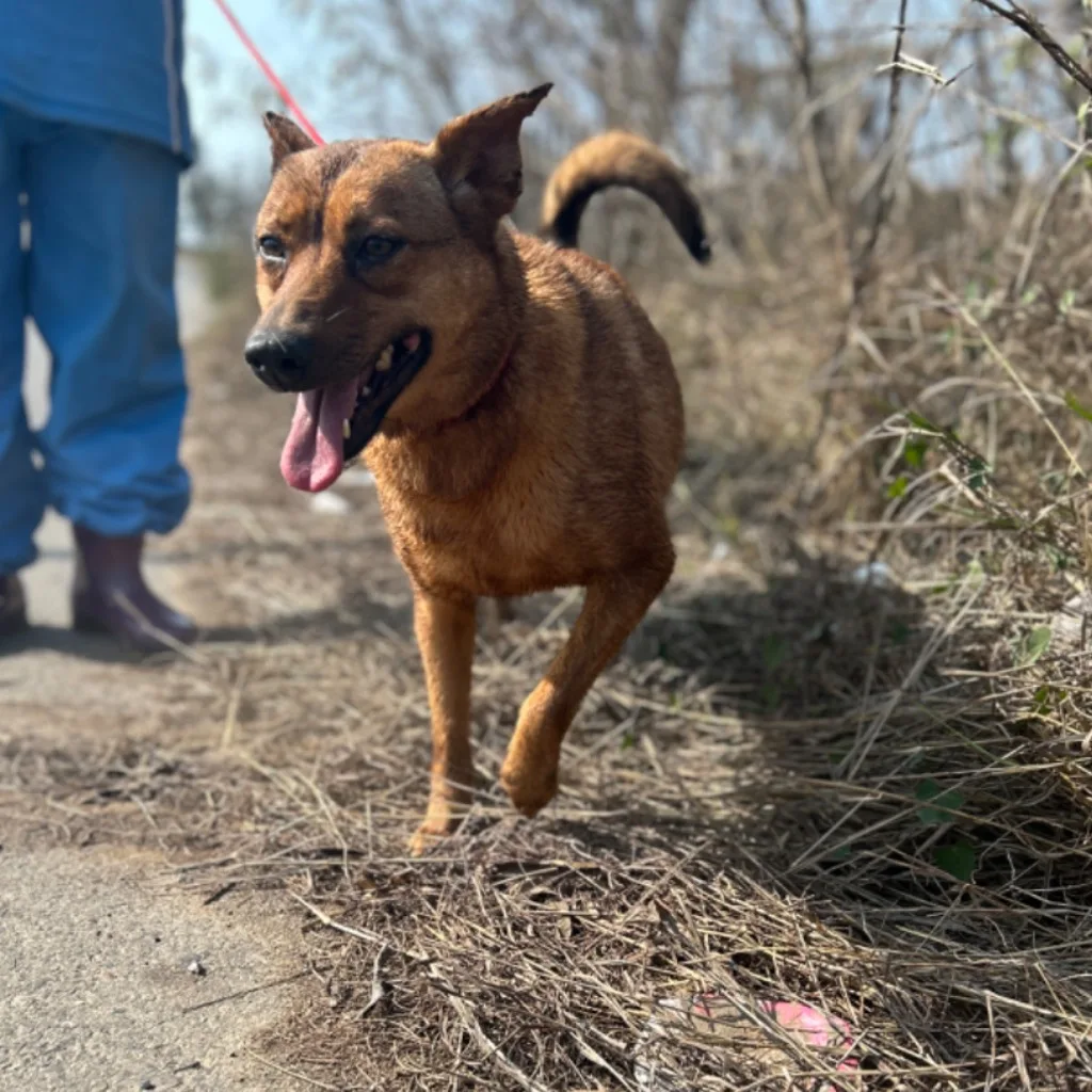混種犬