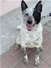 混種犬
