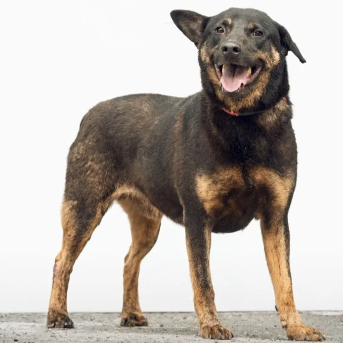 混種犬