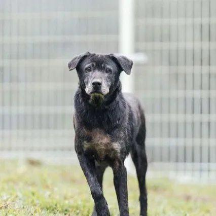 混種犬