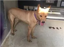 混種犬