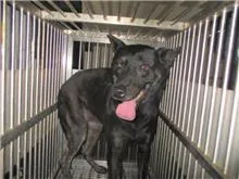 混種犬