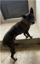 混種犬