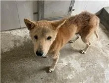 混種犬
