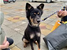 混種犬