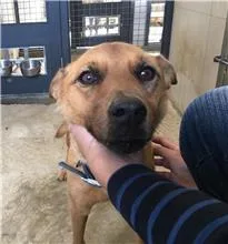 混種犬