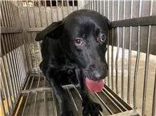 混種犬