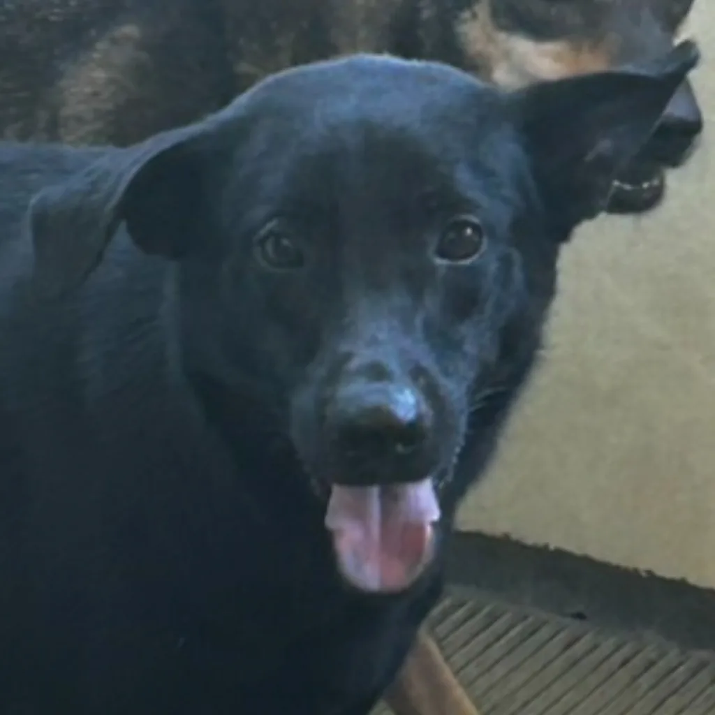 混種犬