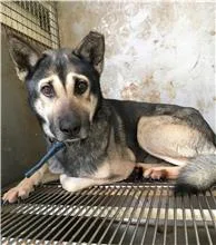 混種犬