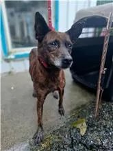 混種犬