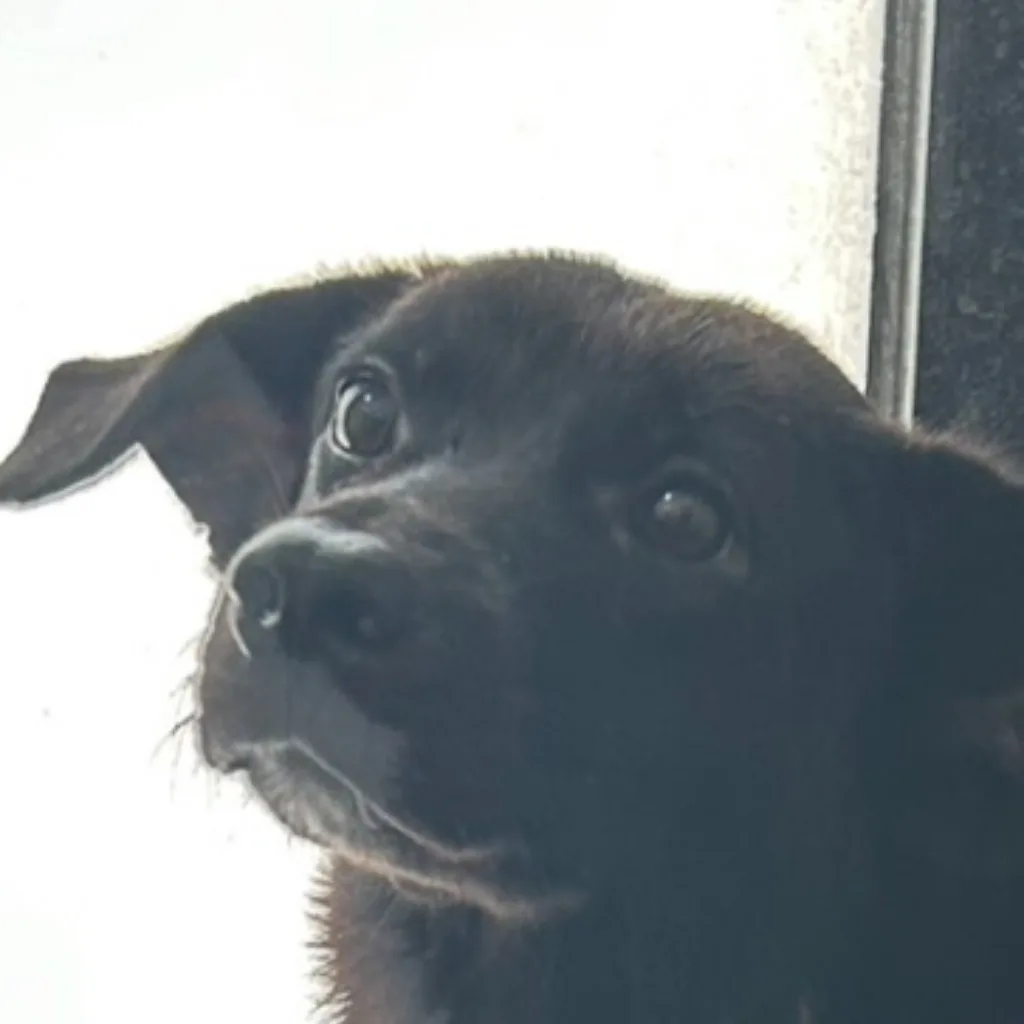 混種犬