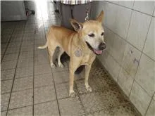 混種犬