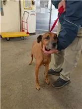 混種犬