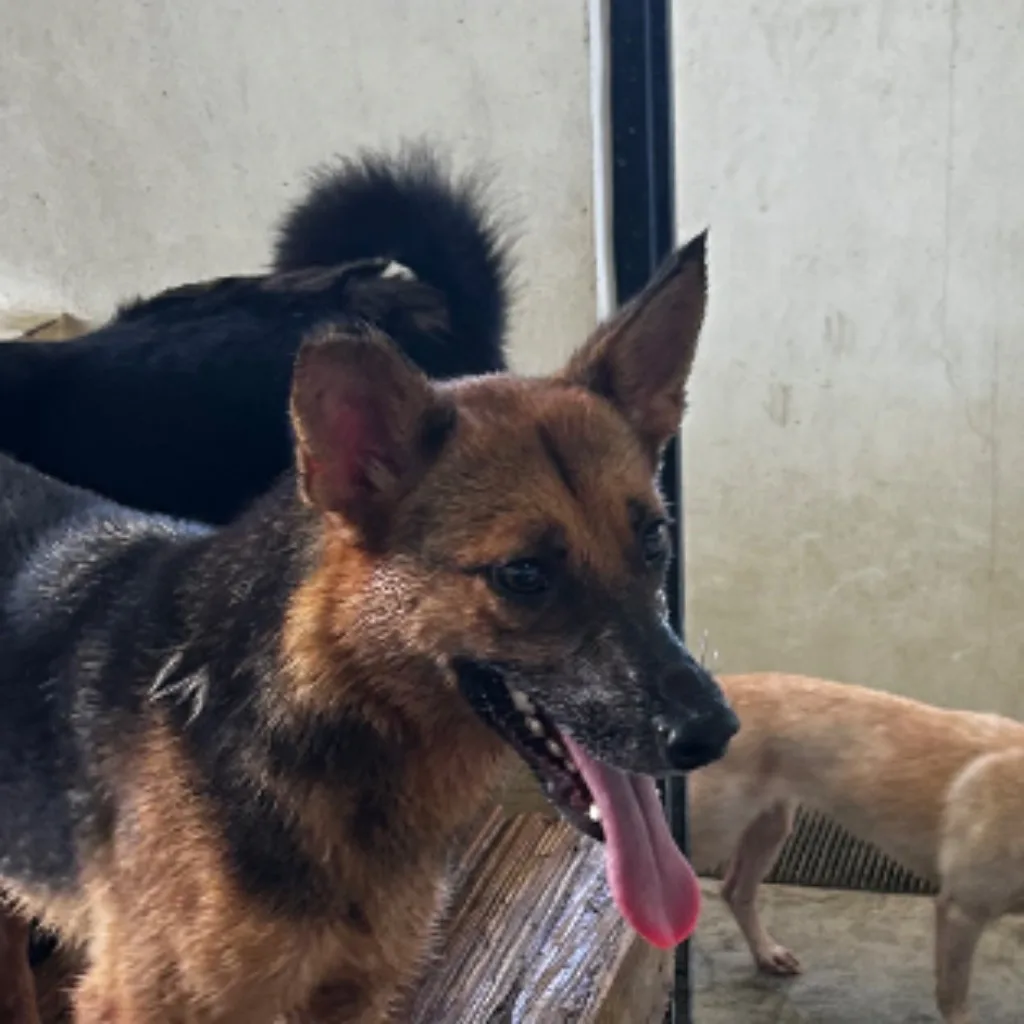 混種犬