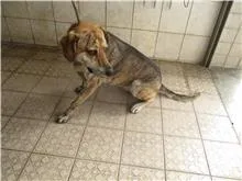 混種犬